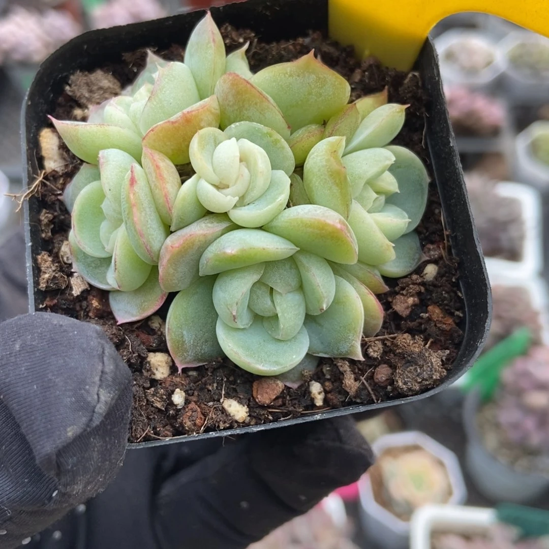 877胖虎珍妮多肉植物