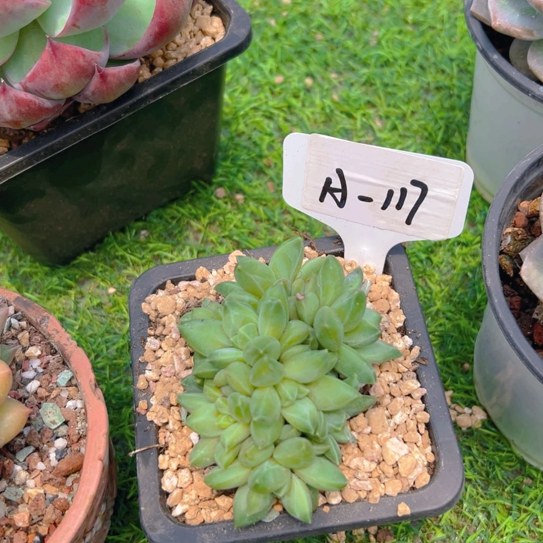 青花瓷117号一物一拍