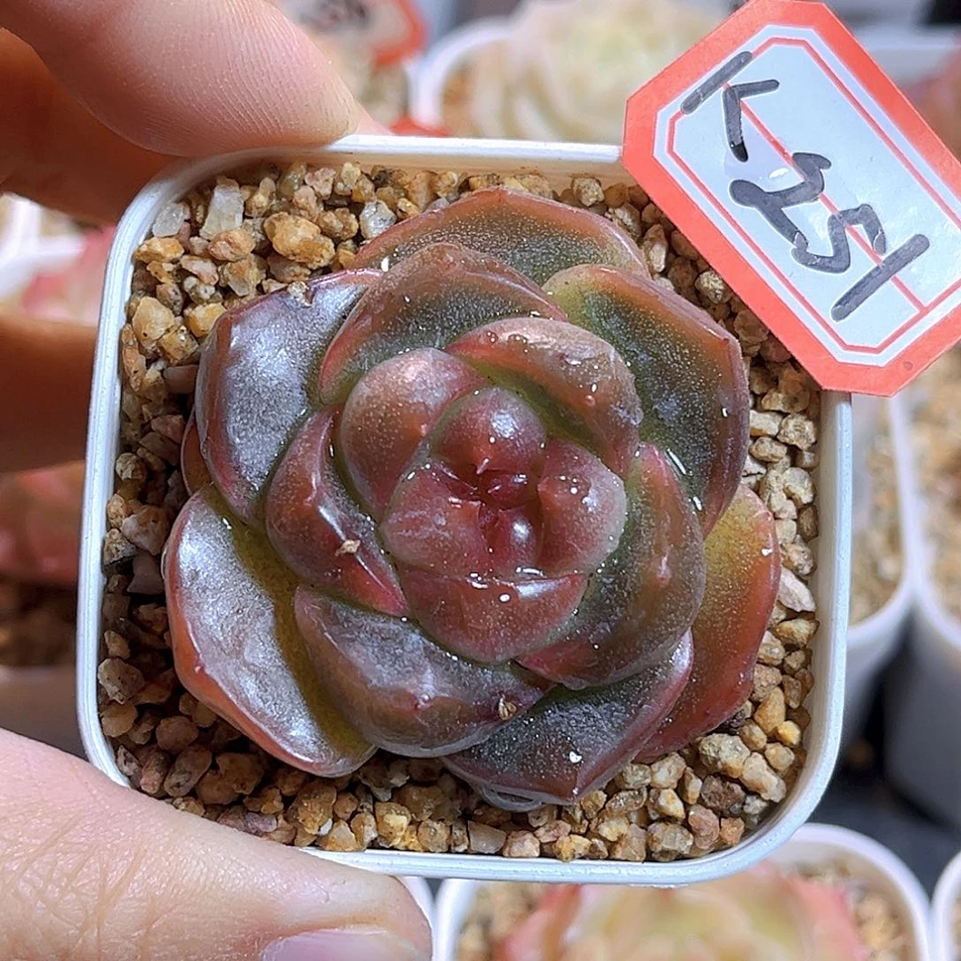 K251  新品珍妮 满18包邮