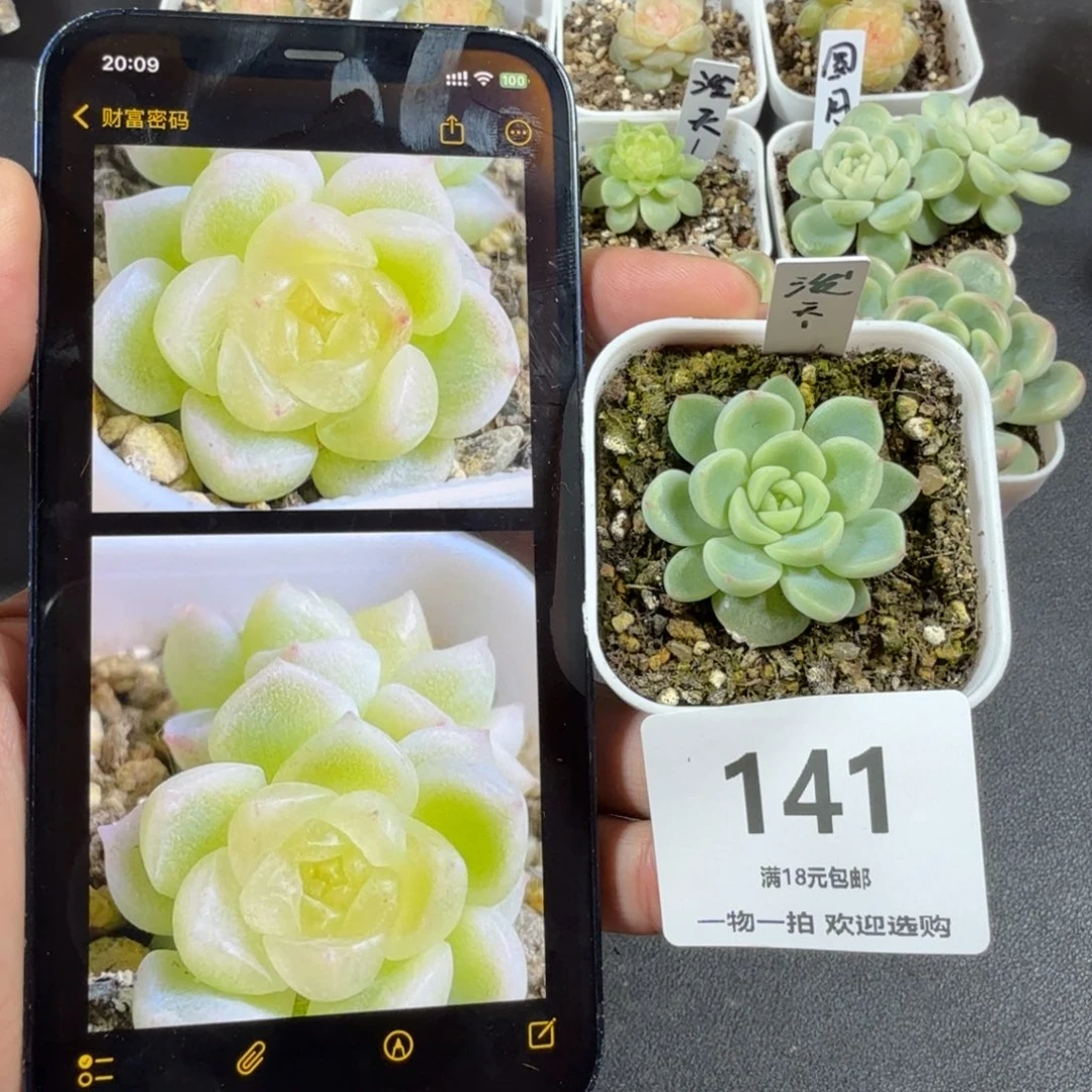 泼天1一物一拍141