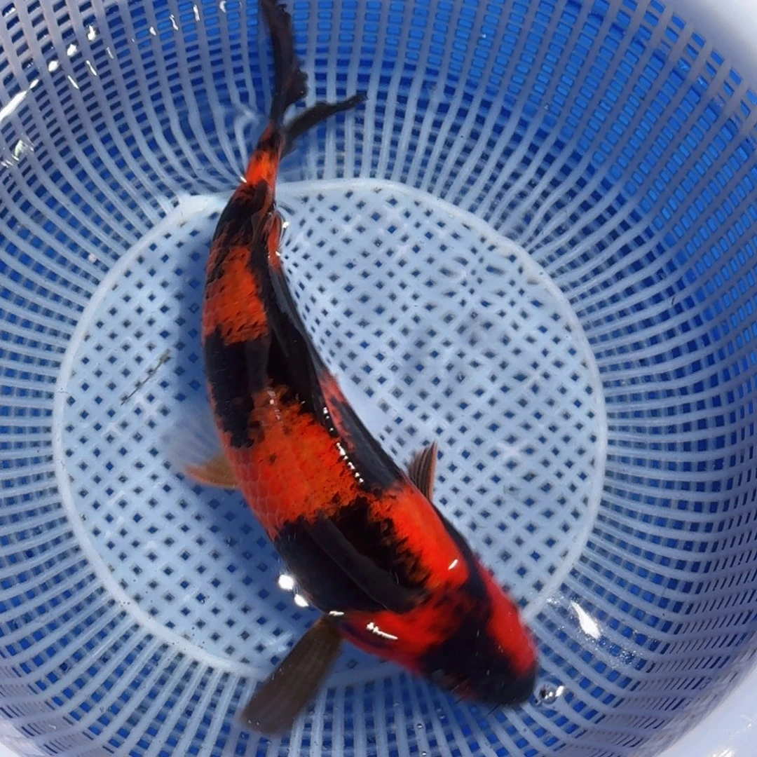 锦鲤精品甄选血统锦鲤
