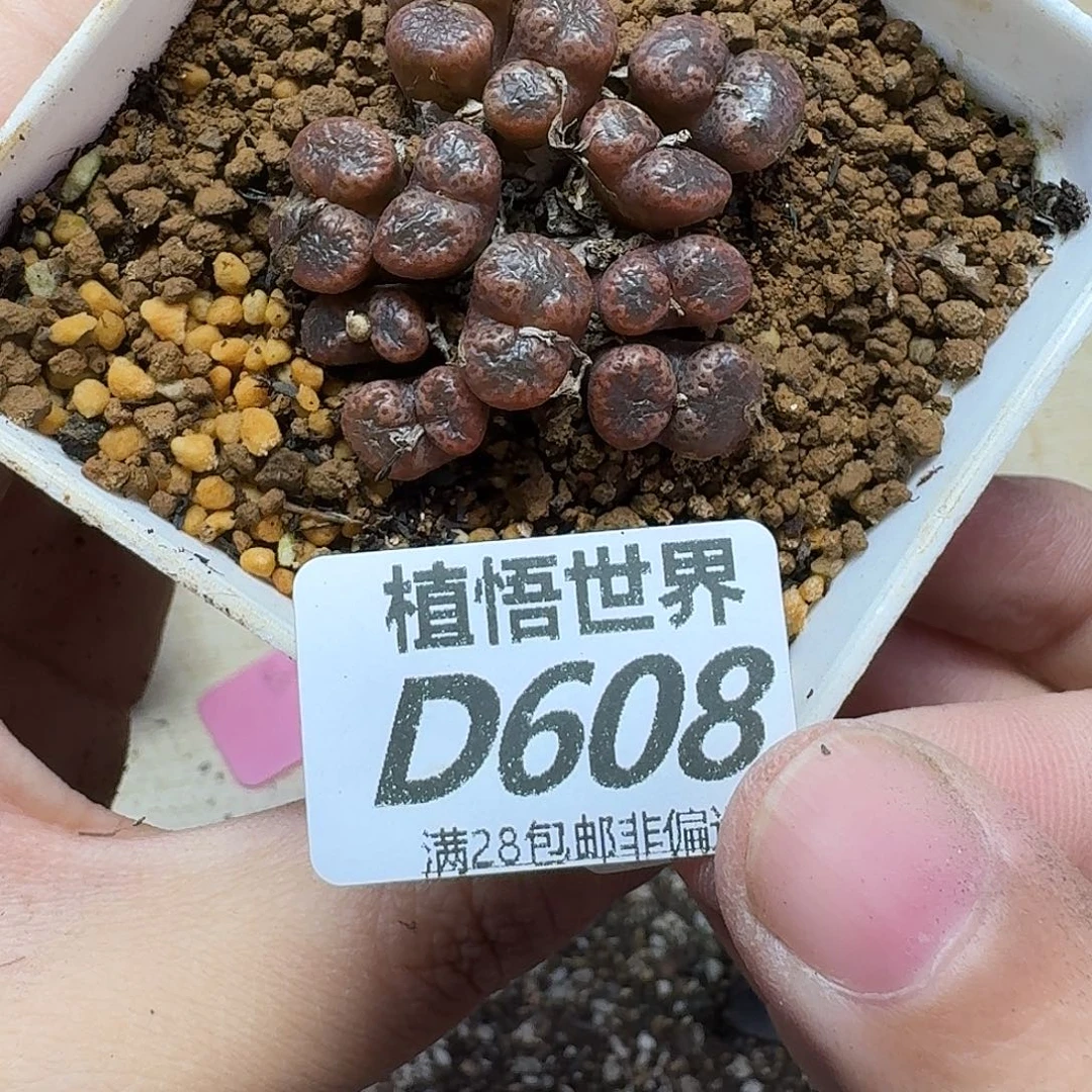 多肉植物的润泽fghj