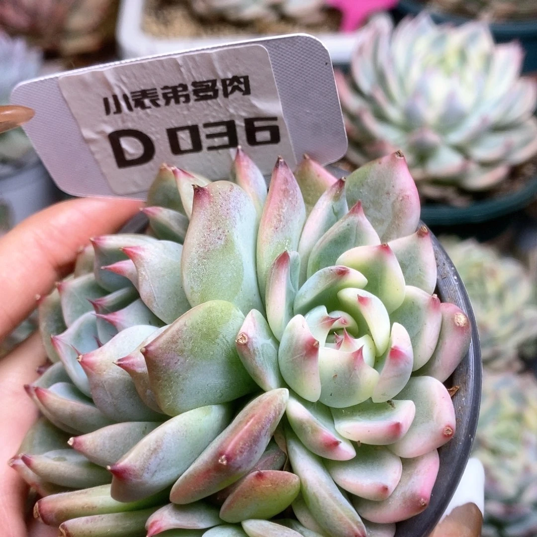 ?****?036锦锦锦锦锦锦锦