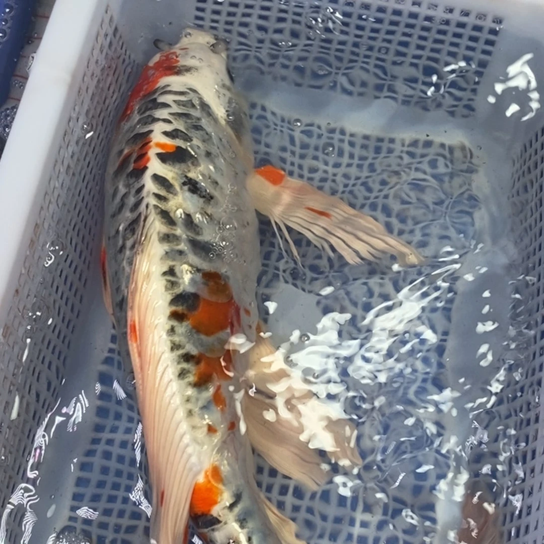 锦鲤冷水锦鲤包邮