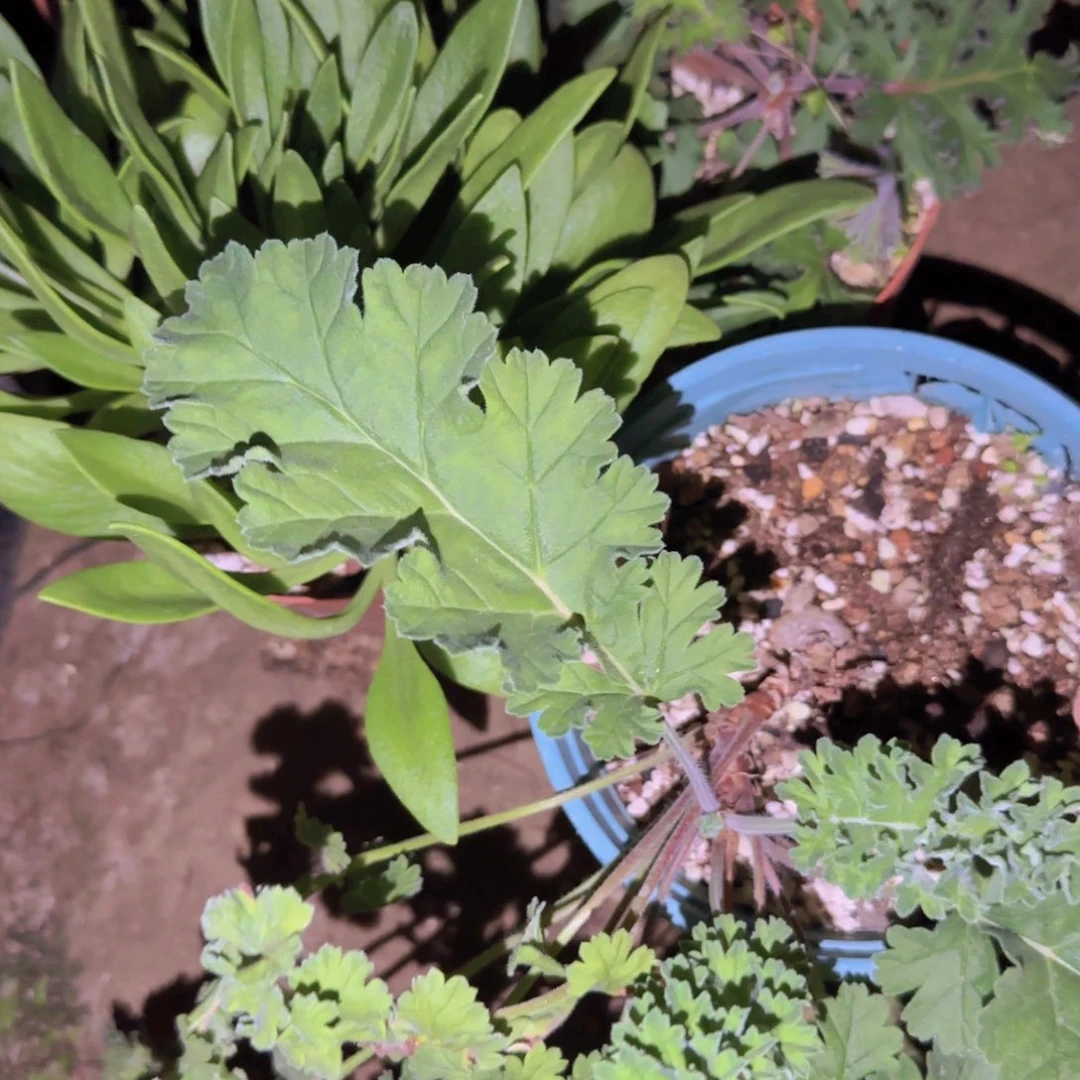 腾****?块根植物块根植物块根植物