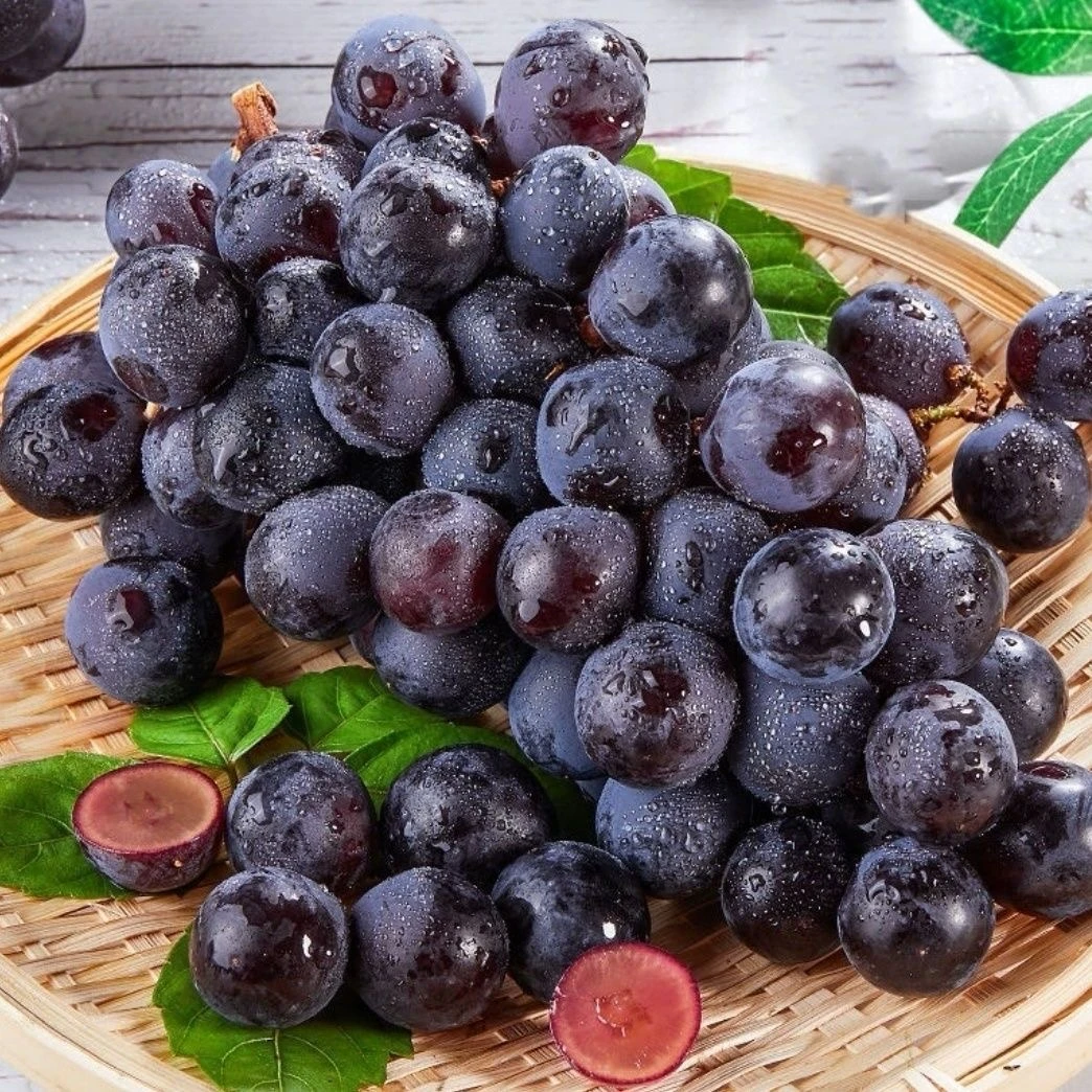 【精品玫瑰香黑提】新鲜现摘 整筐带筐2.8斤左右 太原晋中吕梁可拍