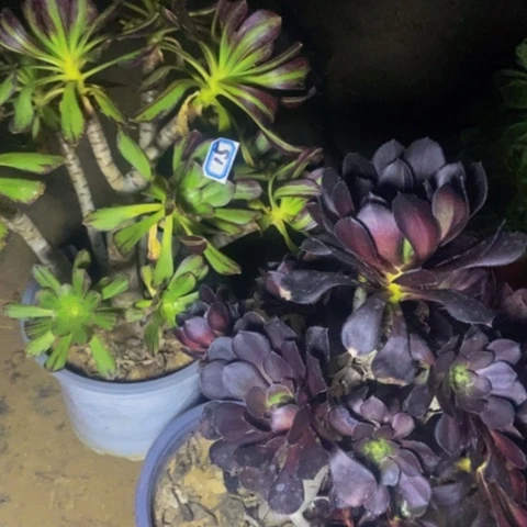 微锦 圆叶黑又断头特价多肉15多肉