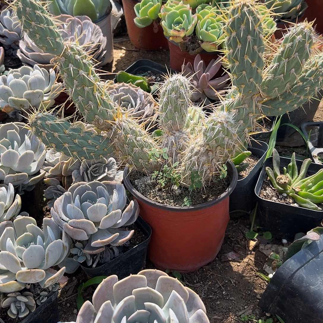 多肉植物多肉盆栽仙人掌多肉植物