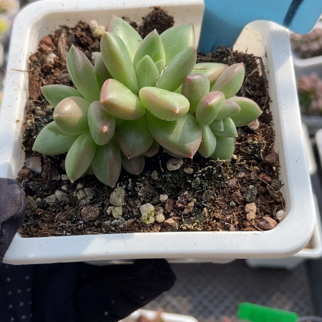 909迷雾泡泡多肉植物多肉