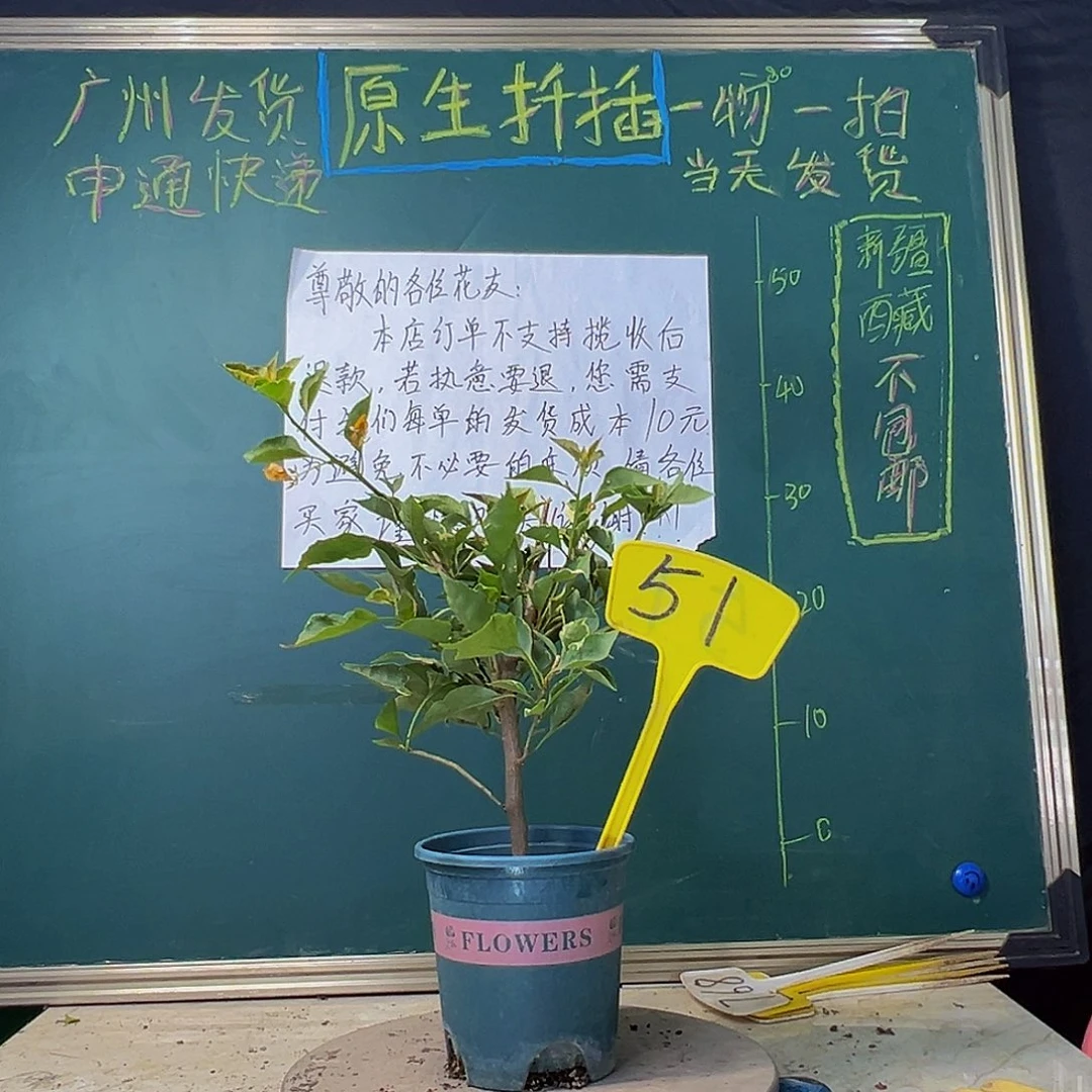 当前无花栽培后可以开花黄蝶 51