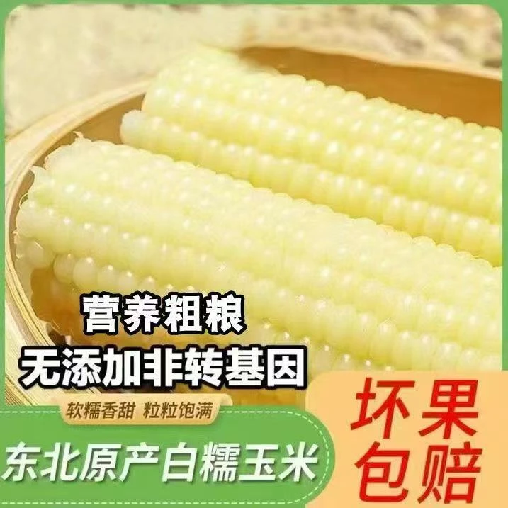 【试吃4支】东北白糯玉米 软糯粘香 真空包装  整箱12支7斤-8斤