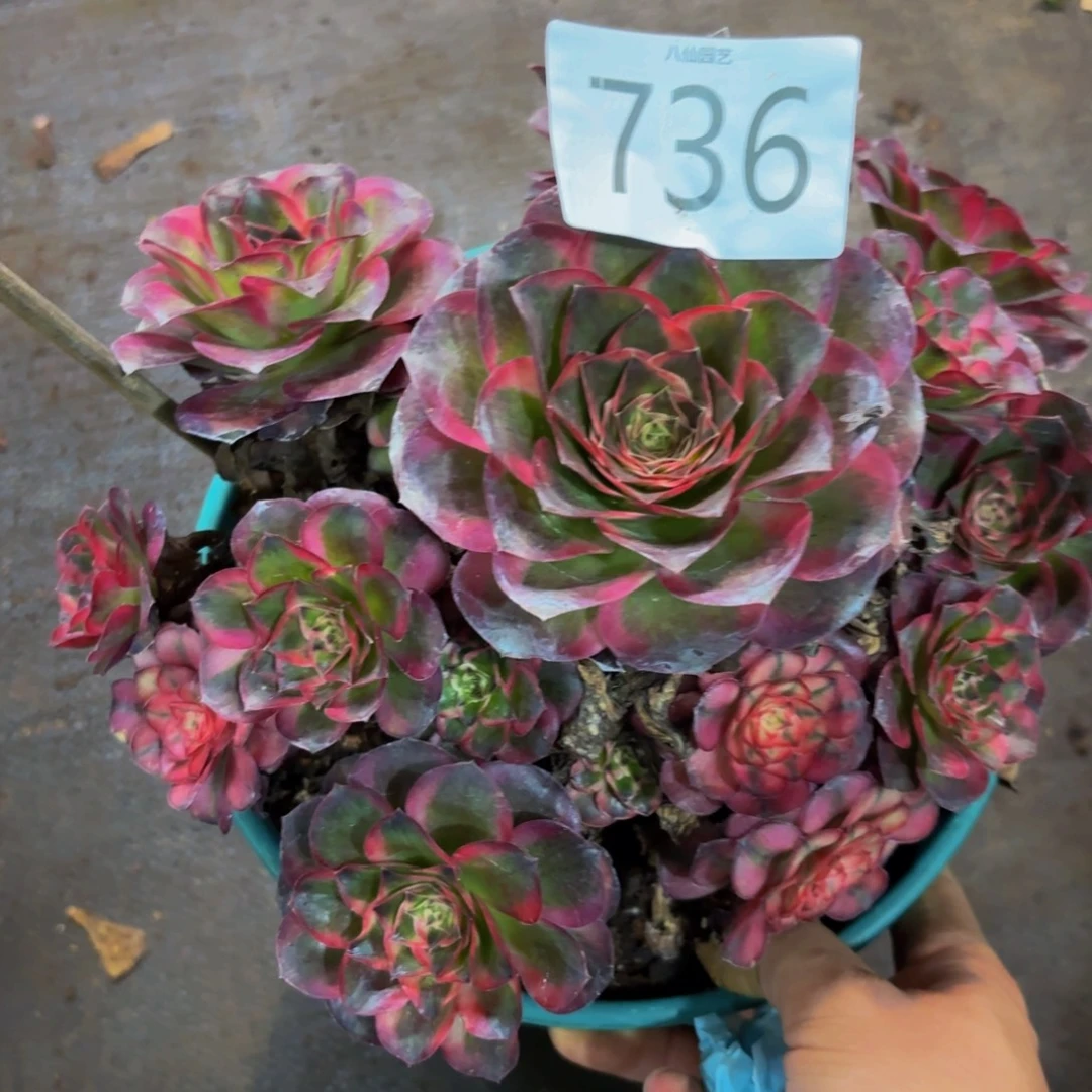 736多肉植物玫金玫瑰锦