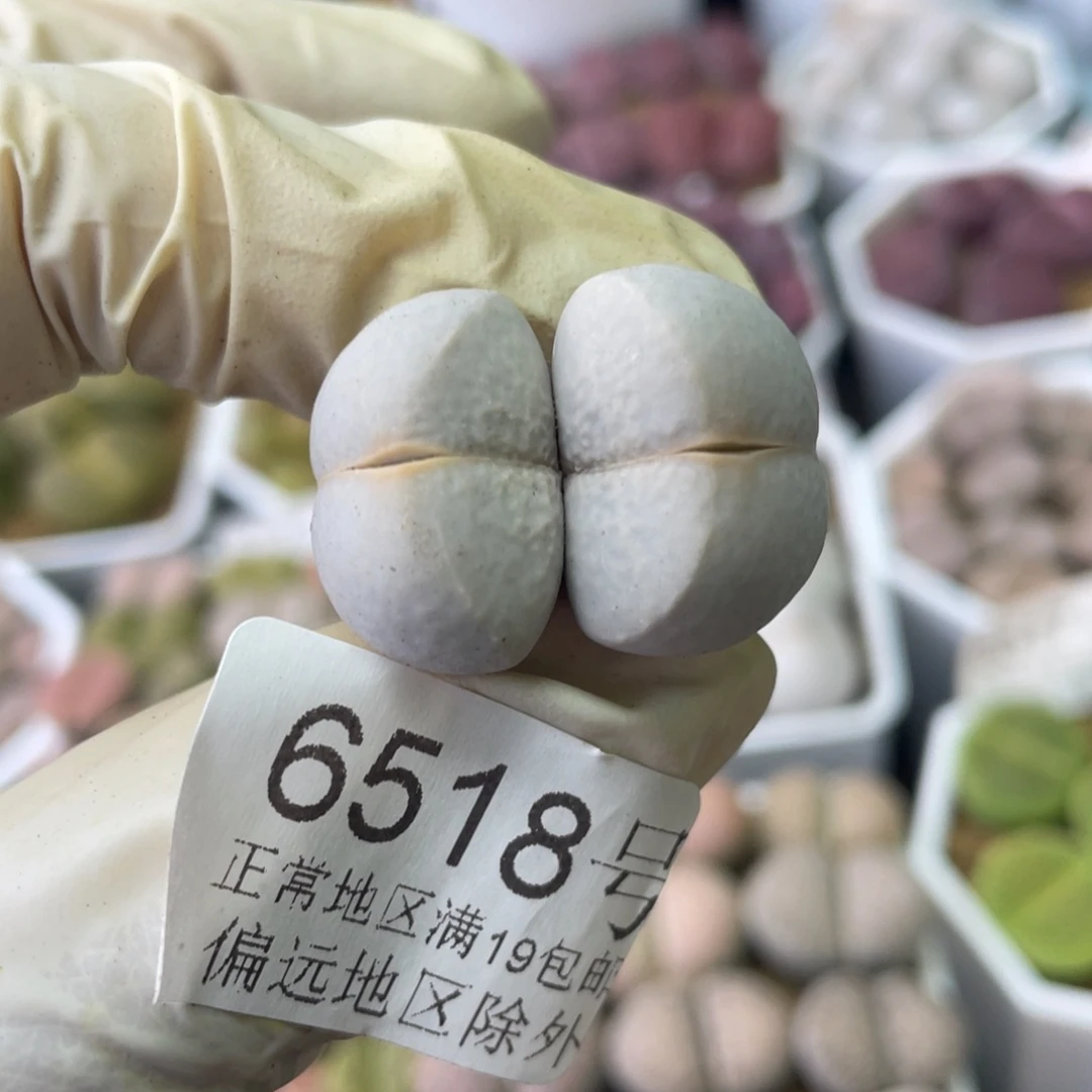 6518，2厘米双头高尔夫