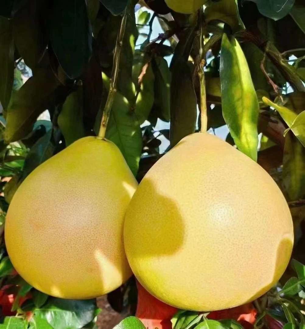 脆甜多汁的三红蜜柚当季水果是中秋送礼的好选择