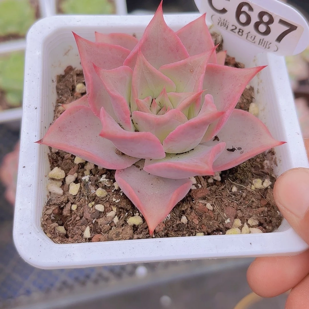 C687饺子皮一物一拍