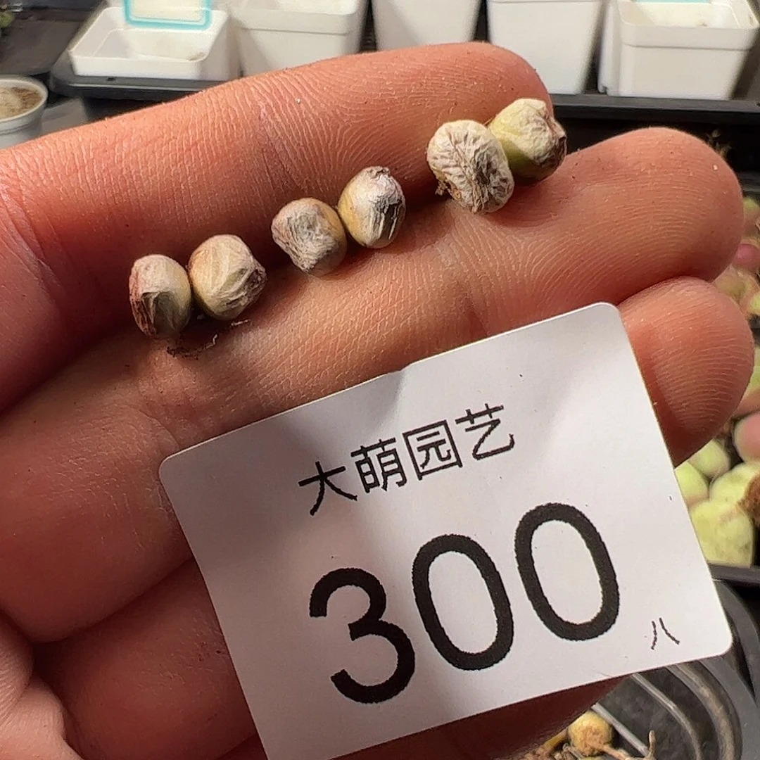0000300量拍园艺1425.95龙猫斑马双头3颗尺寸不大