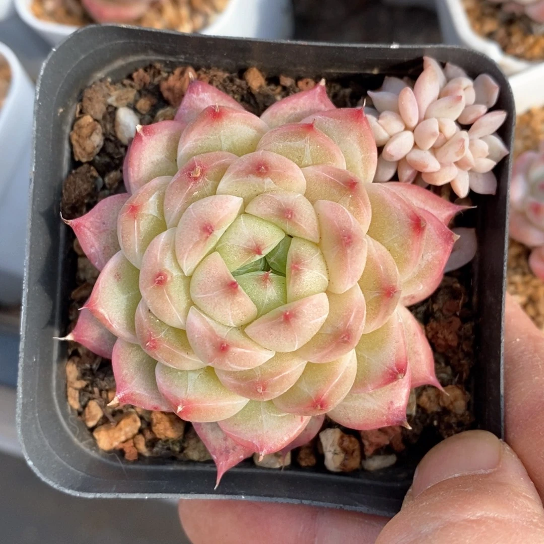 精品多肉一物一拍不包整151