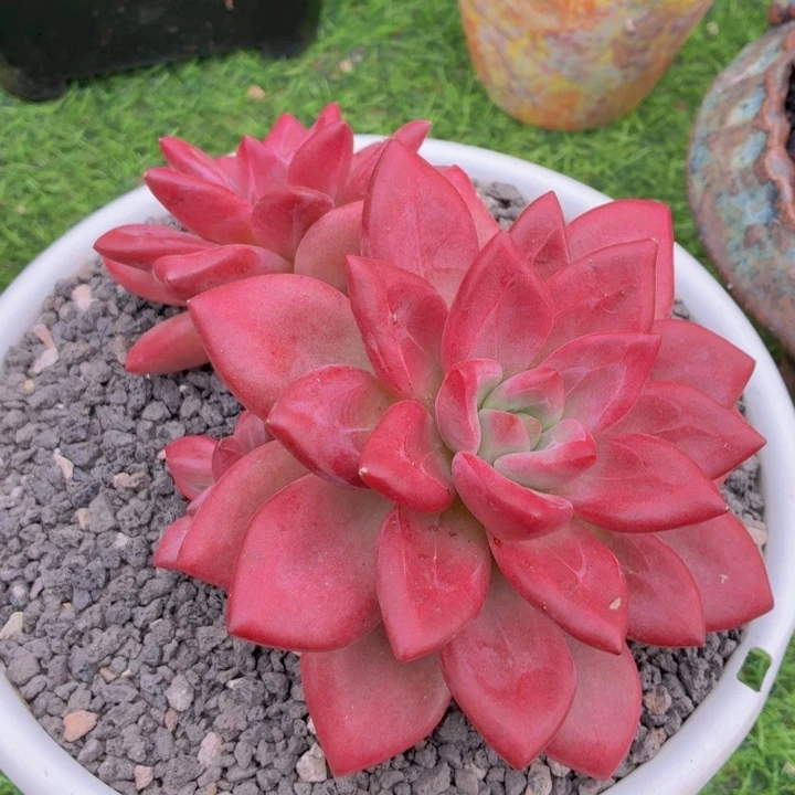 赫菲斯托一物一拍