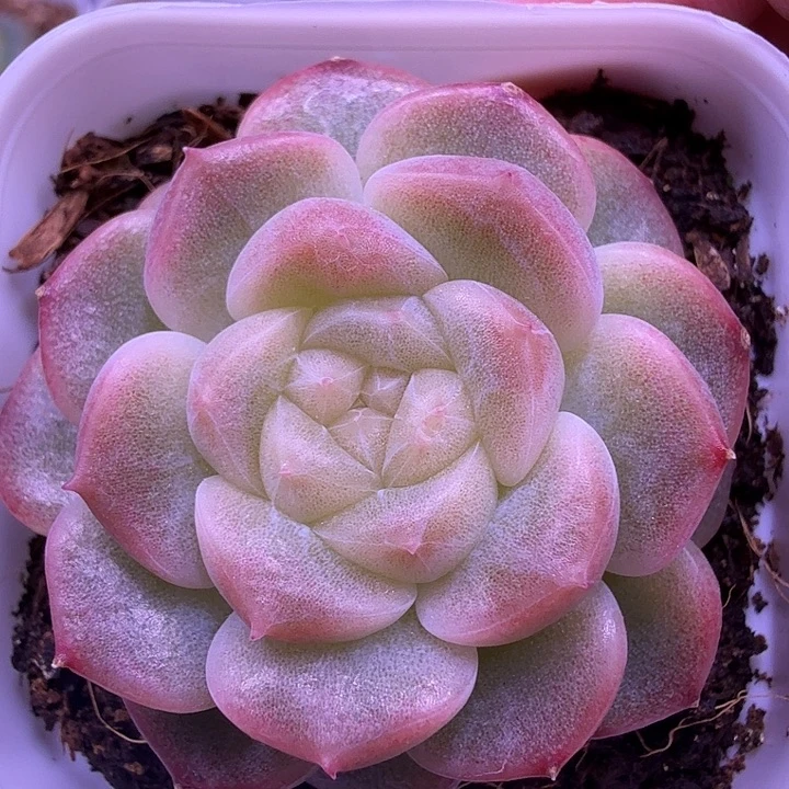 财富密码绿财富一物一拍