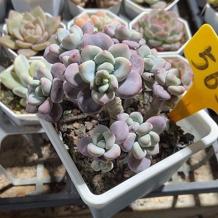 爱***肉多肉植物红洛神565