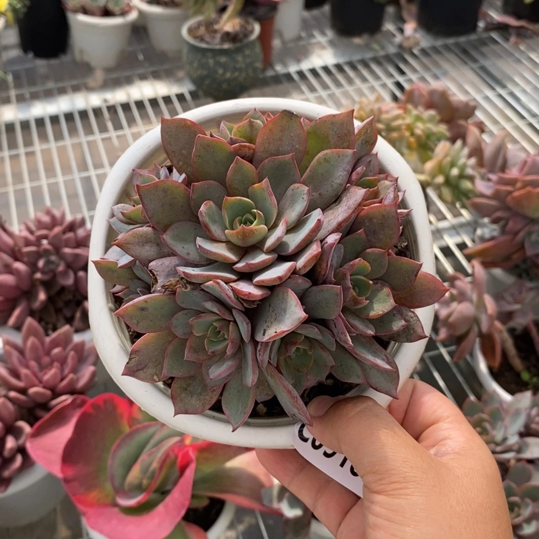 9189赫拉手捧一物一拍