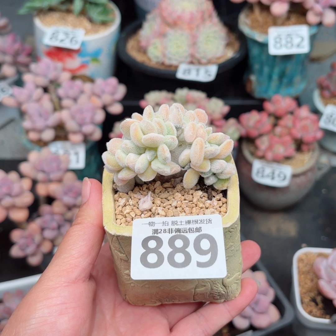 雪晃星缀化无盆土发货
