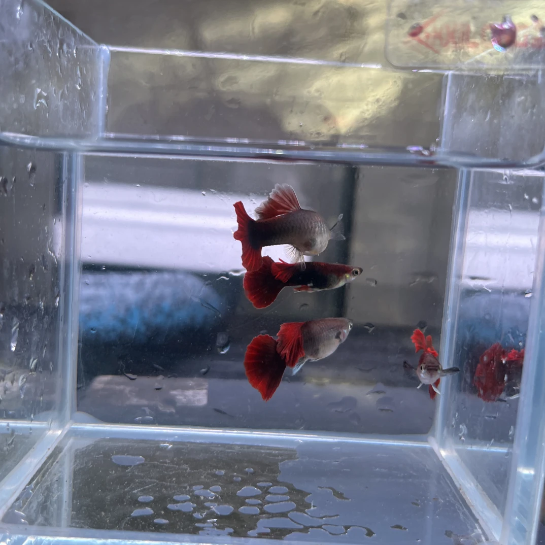 精品菊花帆大背折扇