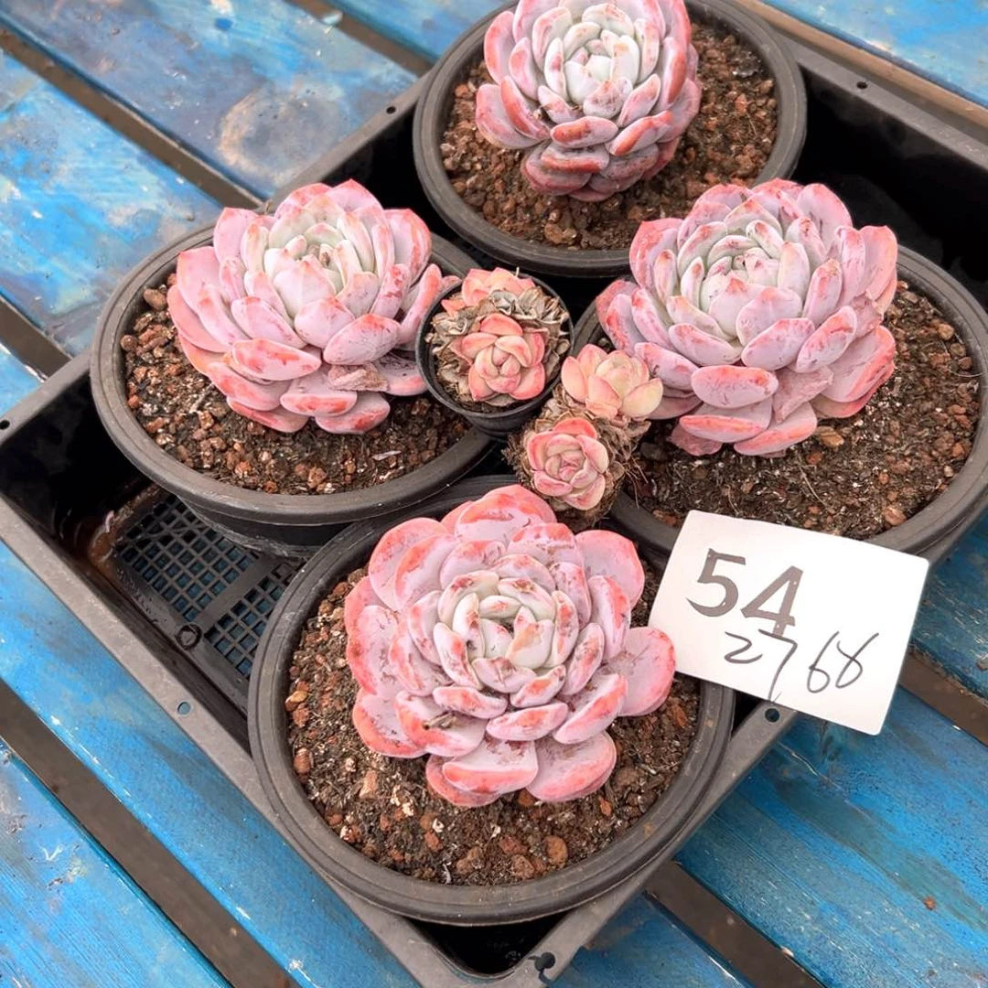 用****654-（这个小哥哥徐徐