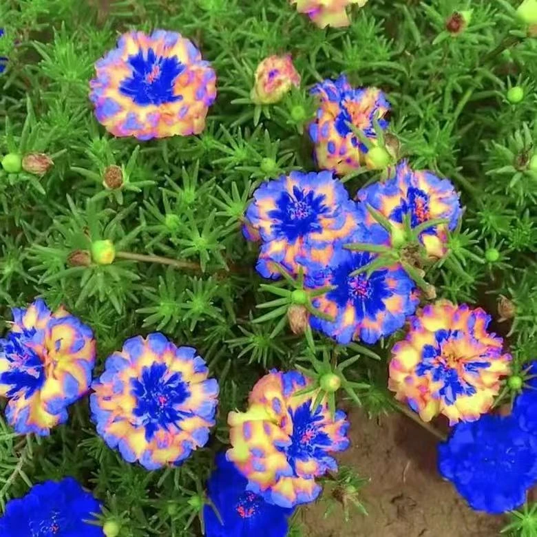 【蓝色太阳花苗盆栽】重瓣大花驱蚊绿植室内外花卉阳台客厅四季开花