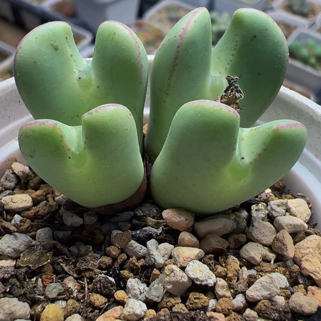 985多肉植物种类多样