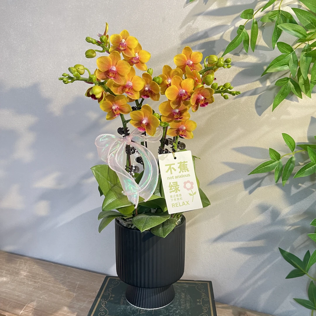 蝴蝶兰《香水黄金》稀有香味蝴蝶兰 苗情优质叶片碧绿 基地直发