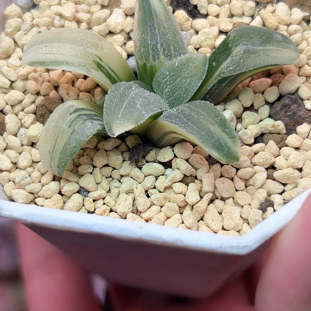 蓝光锦绣十二卷多肉植物满