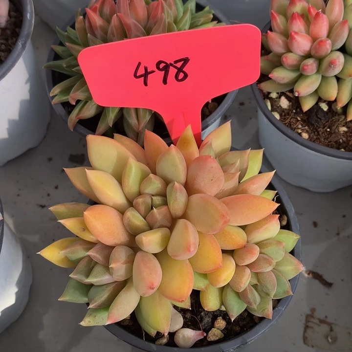 多肉植物7273727377