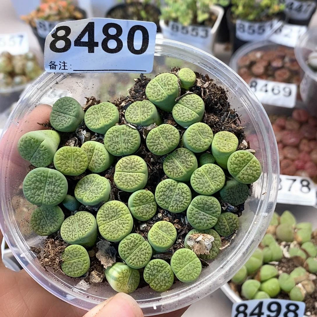 8480绿富贵快快乐乐