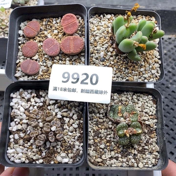 9920。