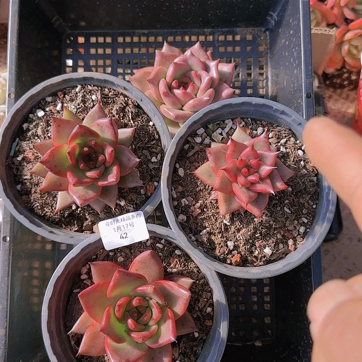 花时光精品多肉42