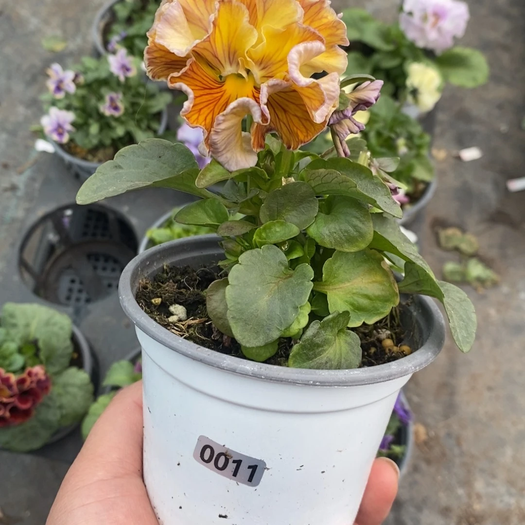 完全开放0011号不售后