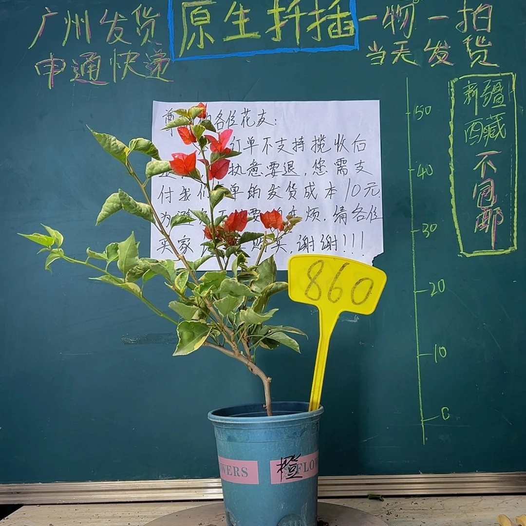 当前无花栽培后可以开花造型杆 蜡染橙 860