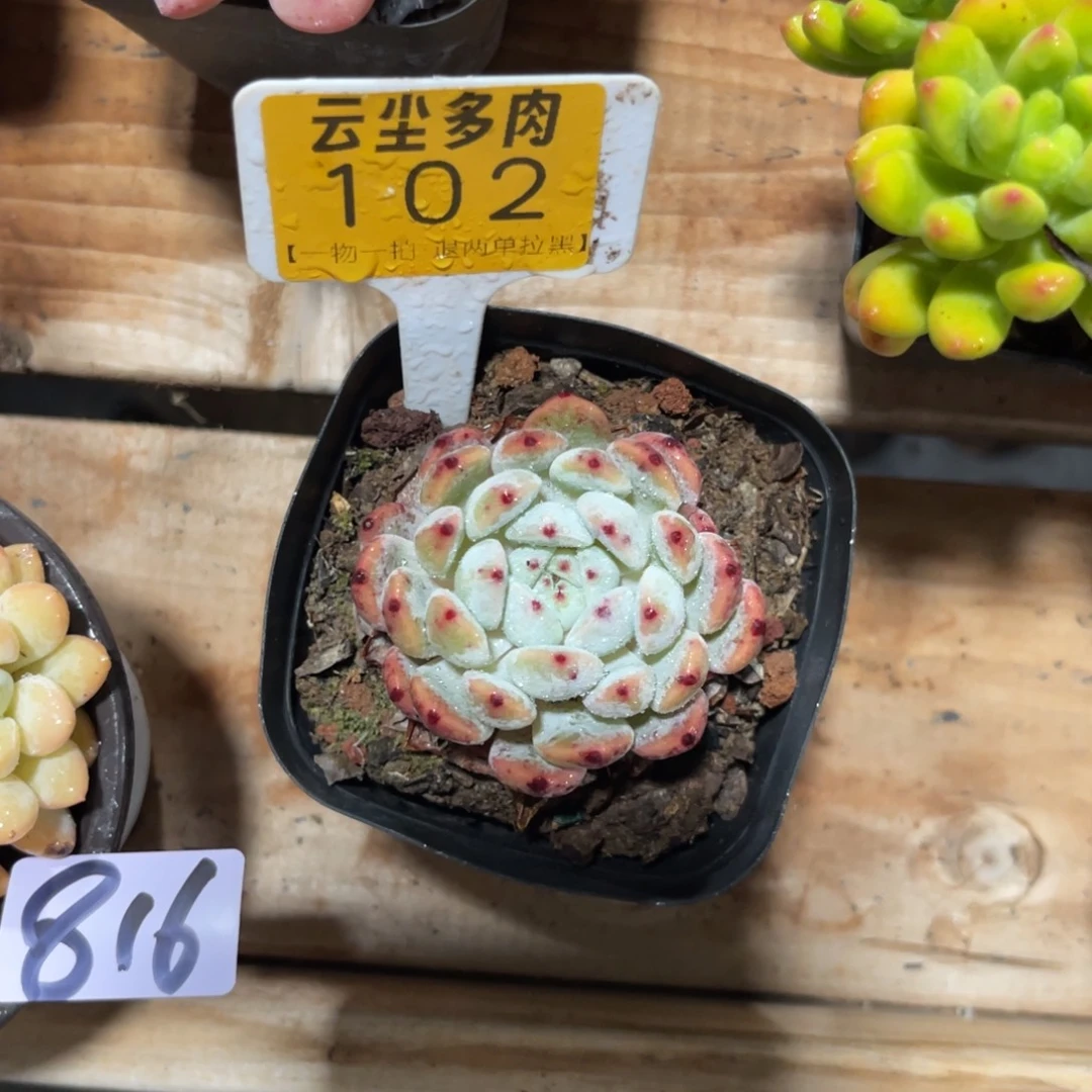 ****。云尘多肉一物一拍102