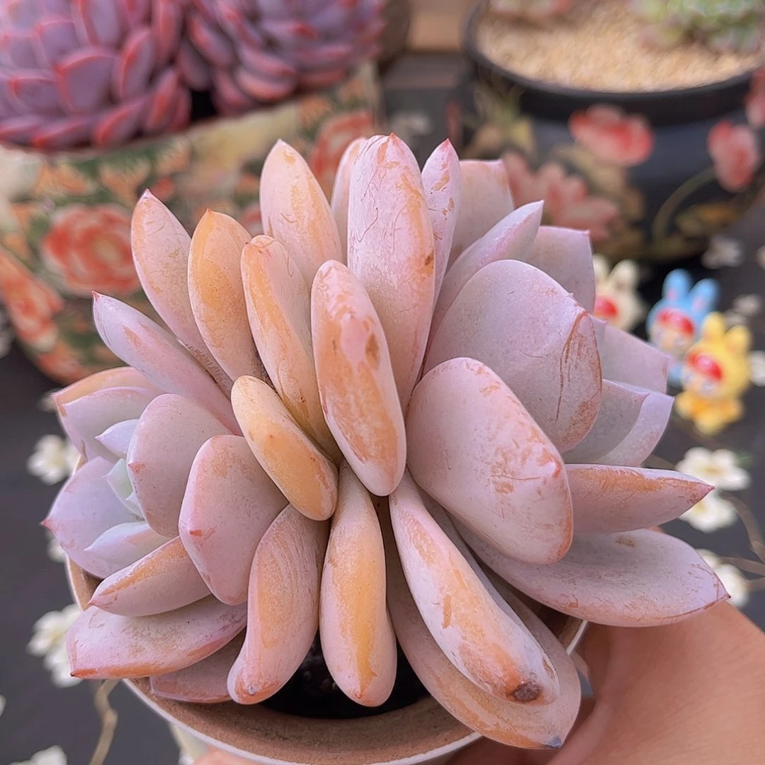 韩版奶茶老桩多肉