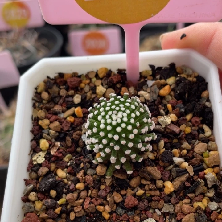 自根松针牡丹一棵2563