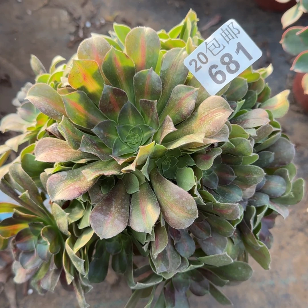 女巫中斑681满20包邮断枝不包