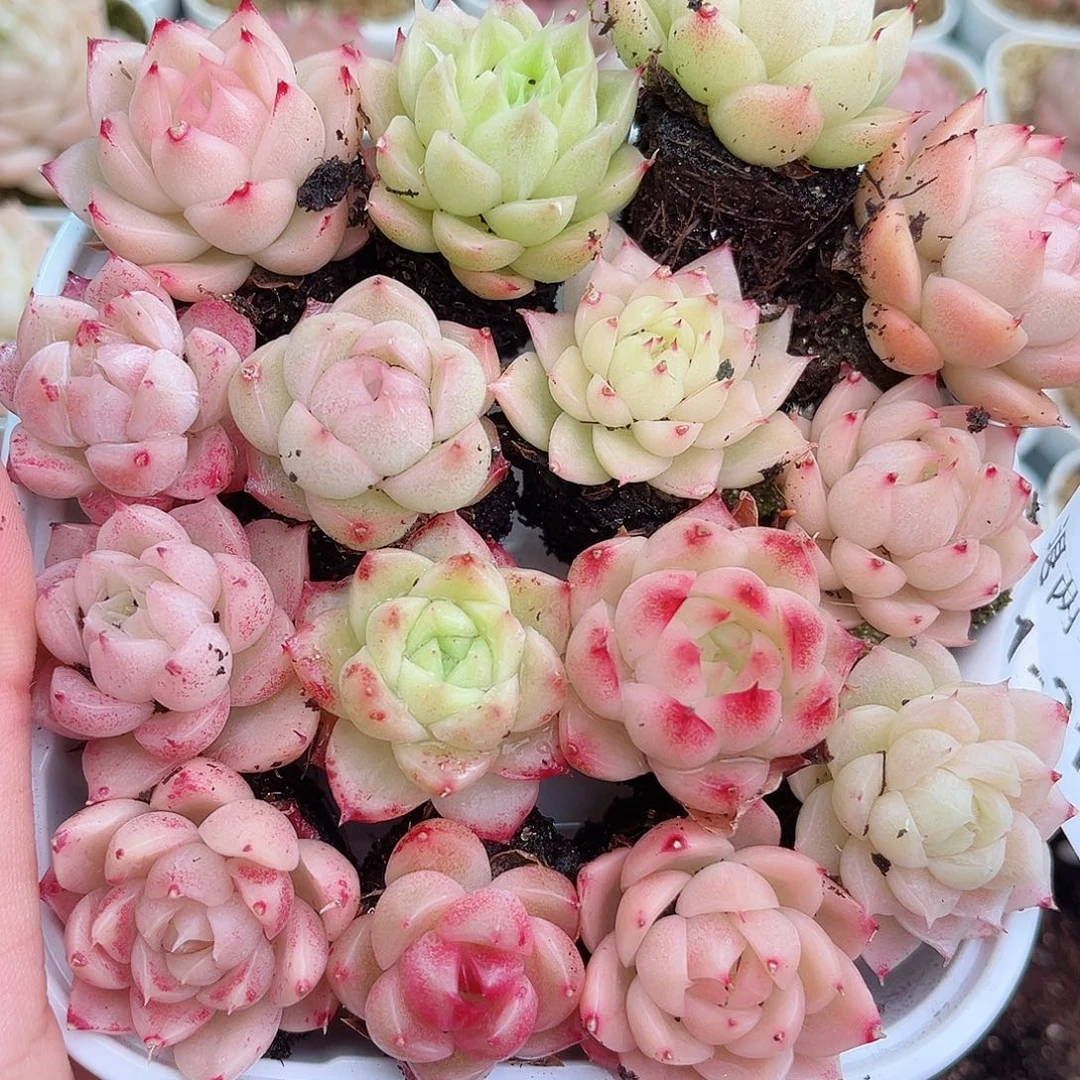 1-210新疆西藏内蒙不发12.8包邮2-3公分多肉