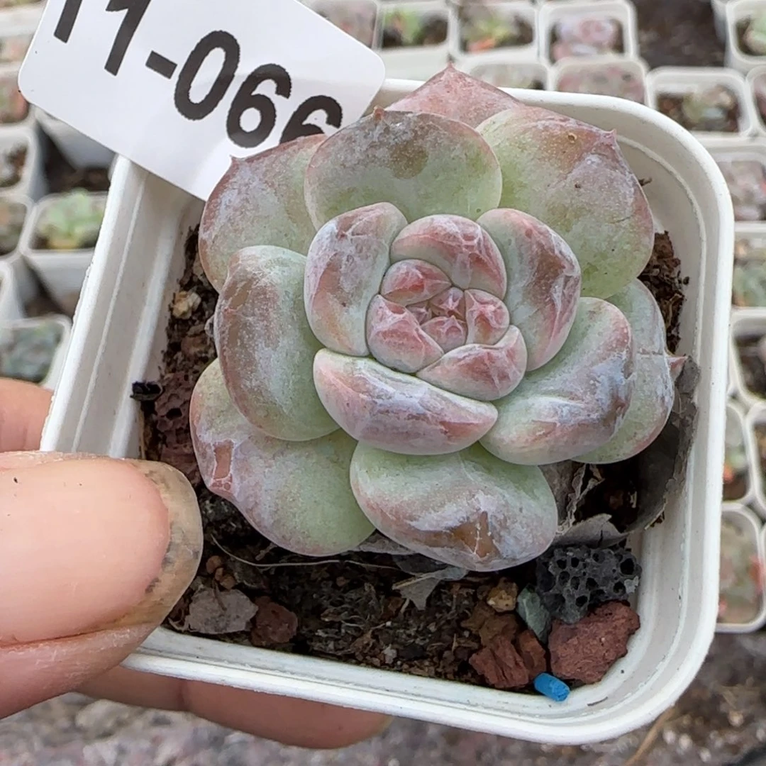 小卡拉米糖心一物一拍