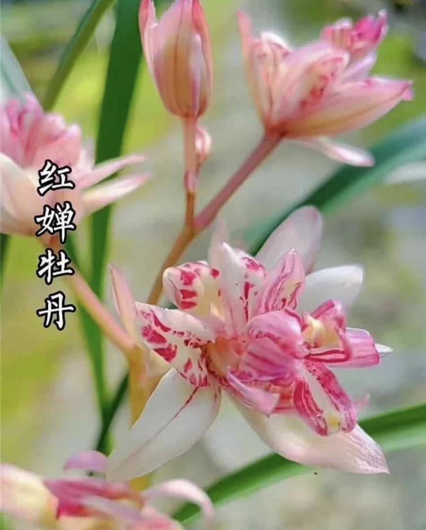 建兰铭品（红蝉牡丹）三苗草特壮苗