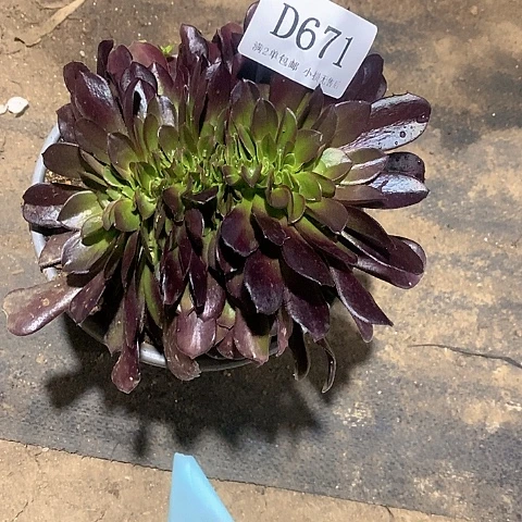 671欧紫缀化多肉法师锦