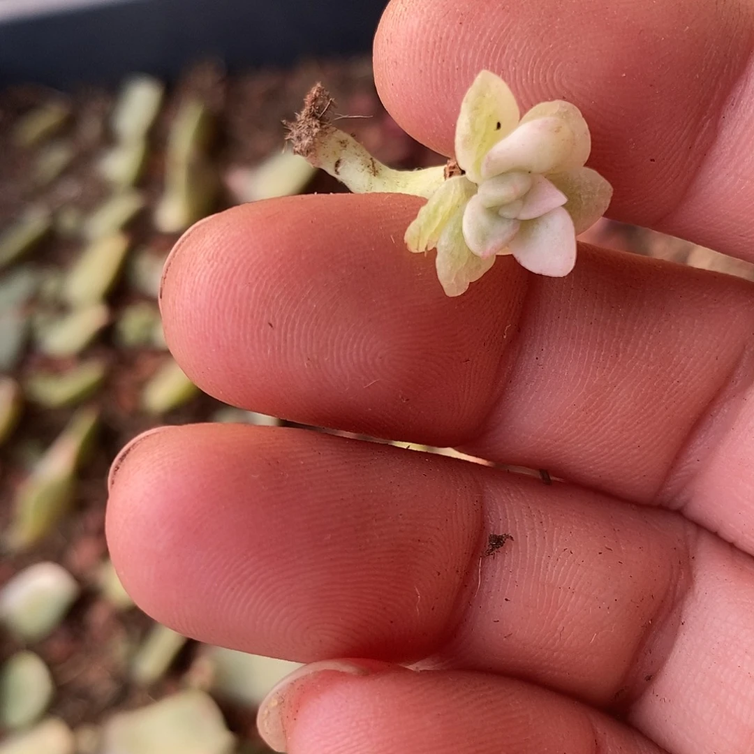 1315冰月亮叶插锦多肉植物