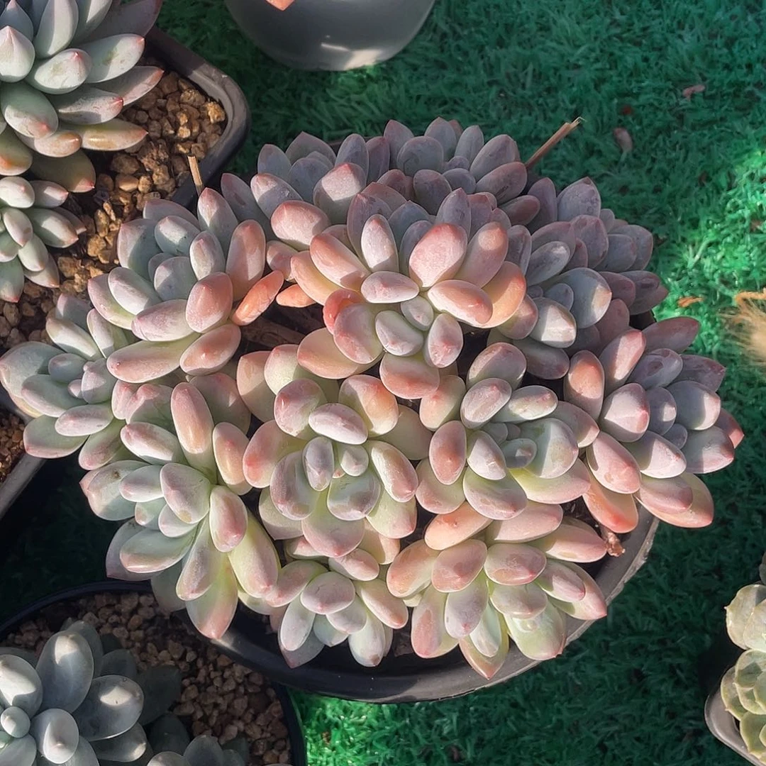 无砍大群平头香水多肉