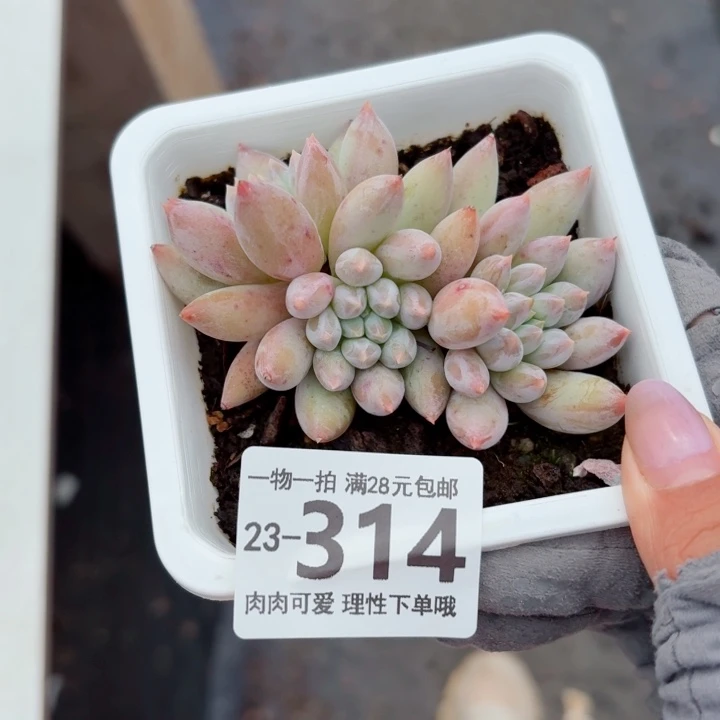 所罗门多肉无盆土发货无