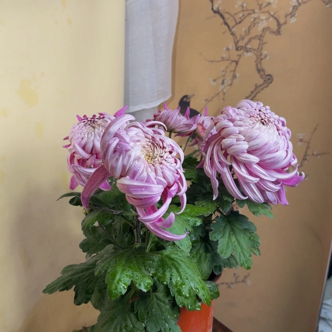 完全开放Z333333333